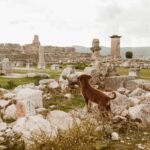 A brown dog explores ancient ruins on a cloudy day, surrounded by historical remnants.
