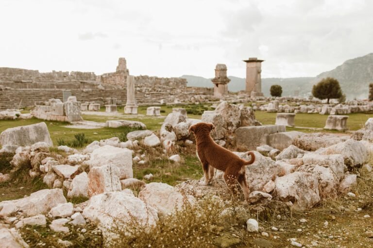 A brown dog explores ancient ruins on a cloudy day, surrounded by historical remnants.