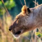 Intimate close-up of a lioness exhibiting focus and poise amidst her wild surroundings.