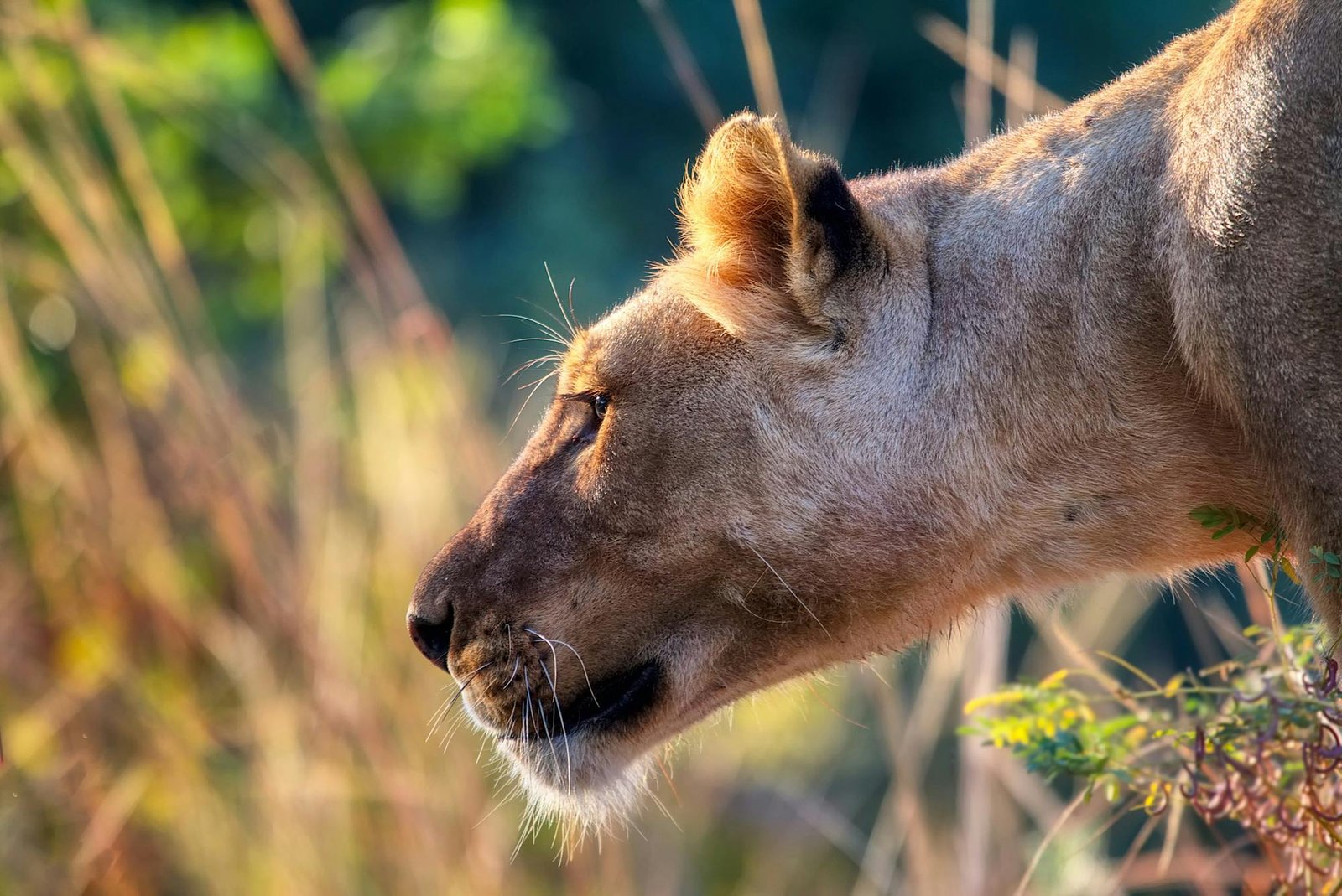 Intimate close-up of a lioness exhibiting focus and poise amidst her wild surroundings.