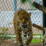 Close-up of a powerful jaguar in a zoo habitat, displaying its fierce expression and elegant spots.