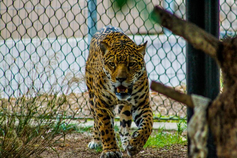 Close-up of a powerful jaguar in a zoo habitat, displaying its fierce expression and elegant spots.