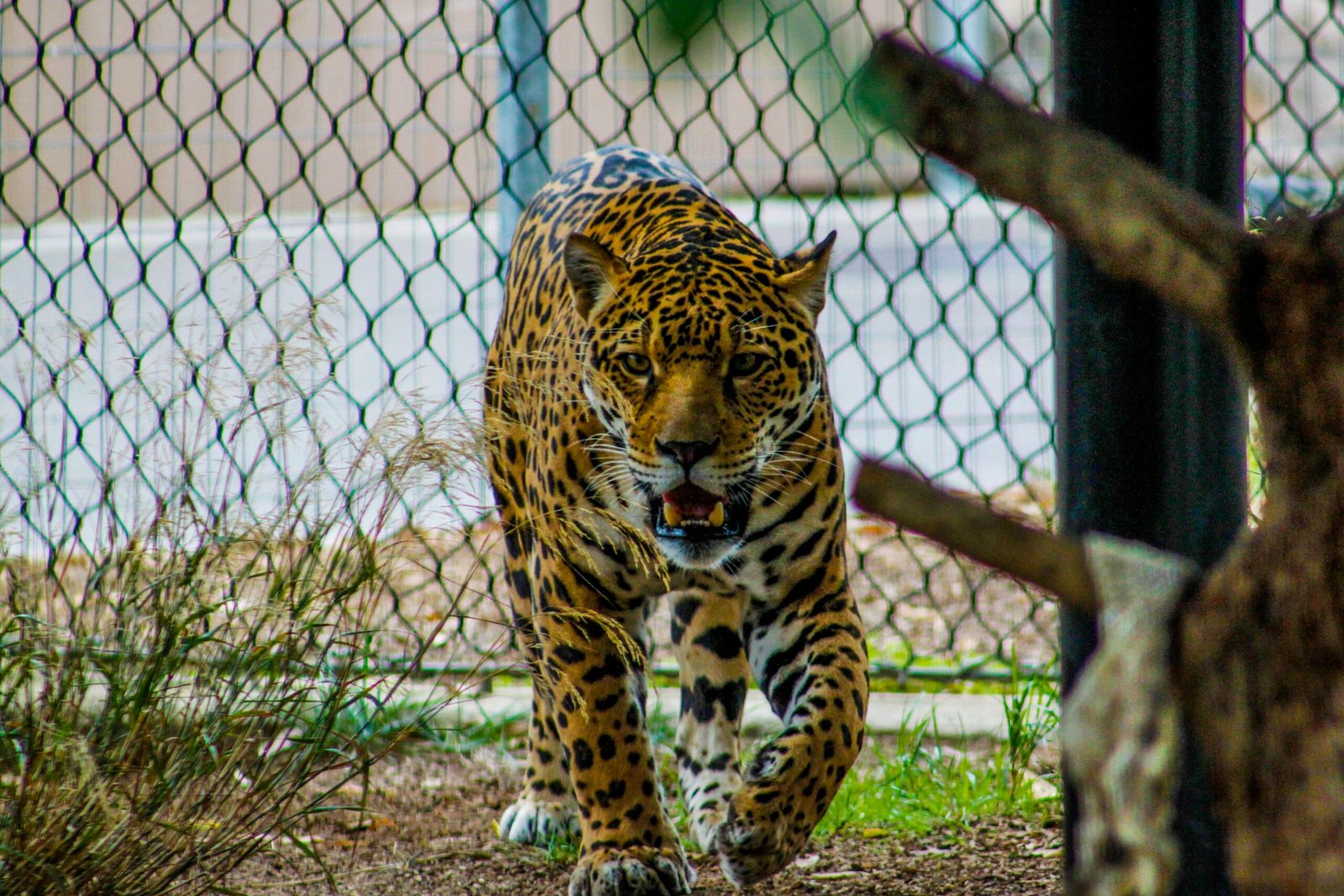 Close-up of a powerful jaguar in a zoo habitat, displaying its fierce expression and elegant spots.