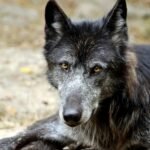 Close-up portrait of a majestic black wolfdog lying outdoors in natural light.