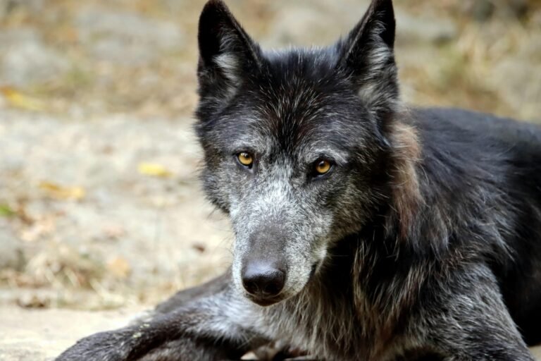 Close-up portrait of a majestic black wolfdog lying outdoors in natural light.