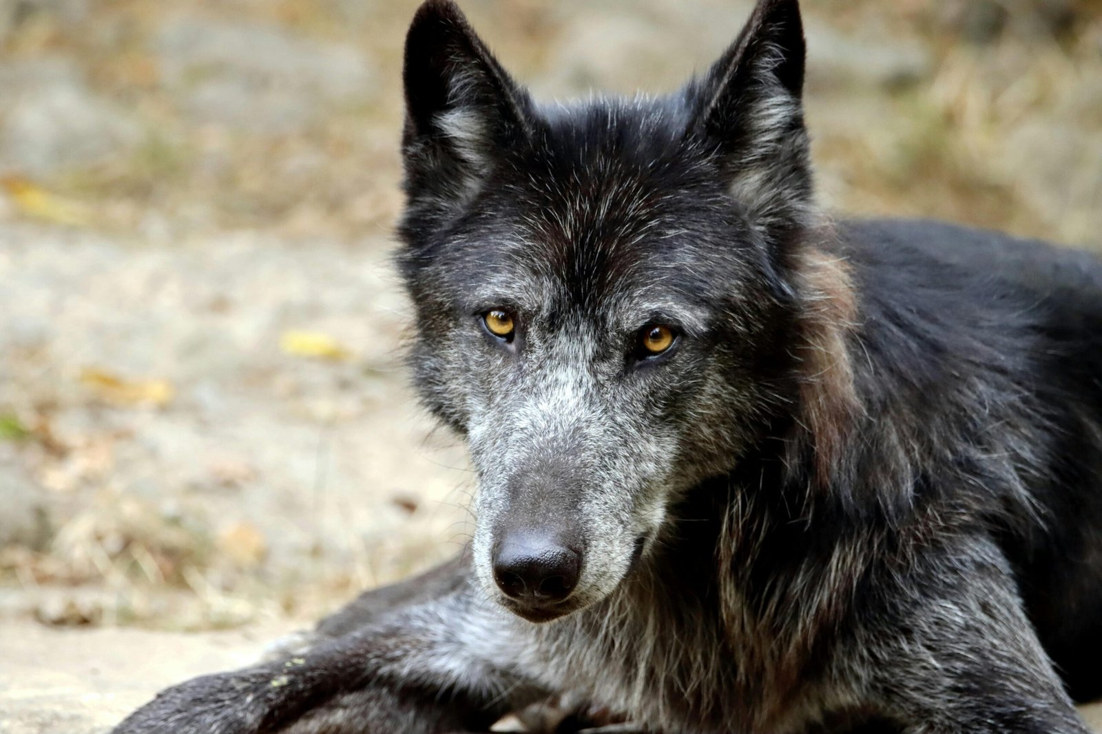 Close-up portrait of a majestic black wolfdog lying outdoors in natural light.