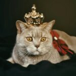 Charming British Shorthair cat wearing a crown, exuding royal elegance in a studio setting.