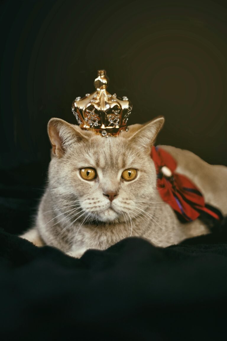 Charming British Shorthair cat wearing a crown, exuding royal elegance in a studio setting.