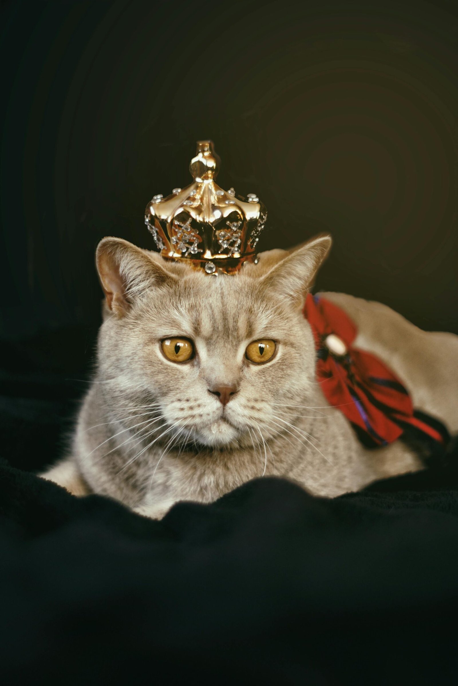 Charming British Shorthair cat wearing a crown, exuding royal elegance in a studio setting.