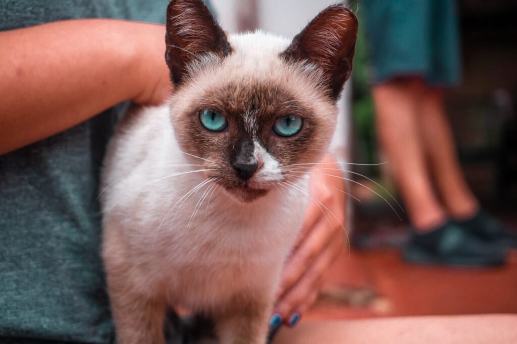 Siamese cat with striking blue eyes captured in a cozy indoor setting, highlighting its unique beauty.