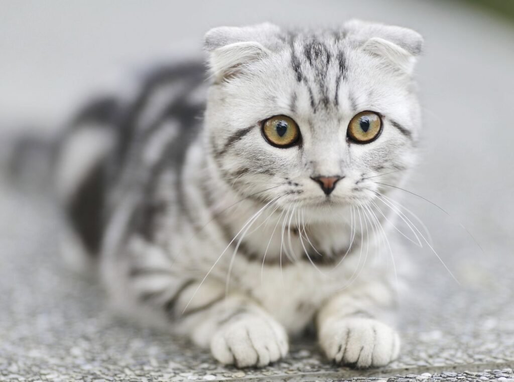 Close-up of a grey and white Scottish Fold kitten with striking eyes, lying on a textured surface.