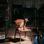 A cat stands on a chair surrounded by cages in an animal shelter, captured during the day.