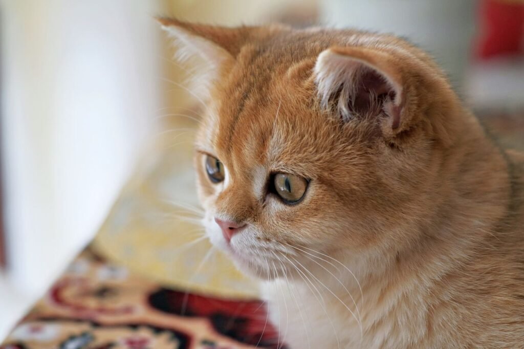Adorable ginger British Shorthair cat gazing attentively, showcasing vivid whiskers and fur details.
