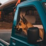 A brown dog looks out from a blue pickup truck window, enjoying the outdoors.