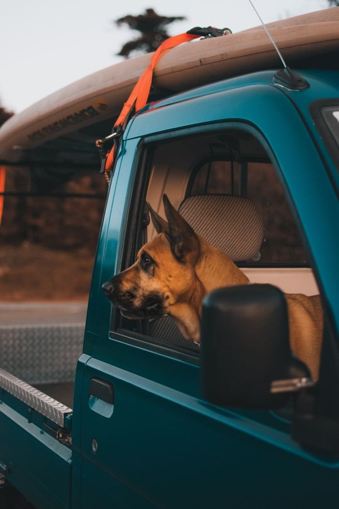 A brown dog looks out from a blue pickup truck window, enjoying the outdoors.