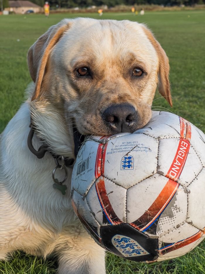 Adorable Labrador holding an England football on a grassy field.