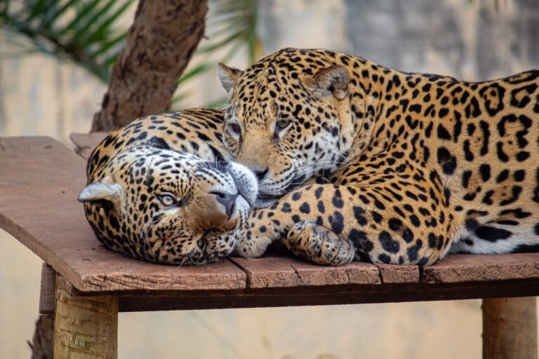 Two jaguars cuddle on a platform in Brasília, displaying affection and natural grace.
