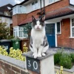 Calico cat perched on a brick fence post outside a suburban home with garden.