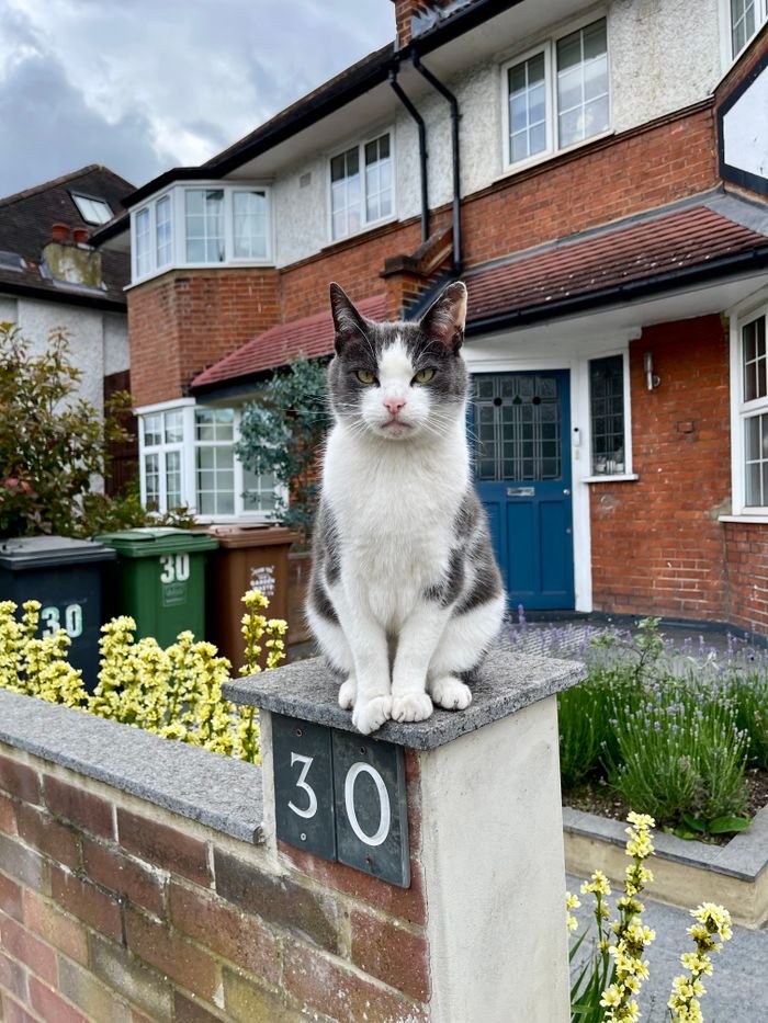 Calico cat perched on a brick fence post outside a suburban home with garden.