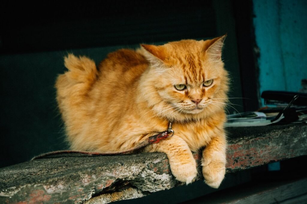 Charming ginger Persian cat relaxing on a rustic ledge with a serene expression.