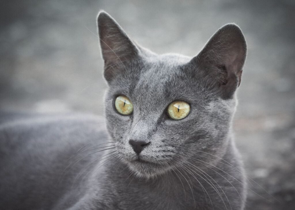 Beautiful Russian Blue cat with striking yellow eyes gazing intently outdoors.