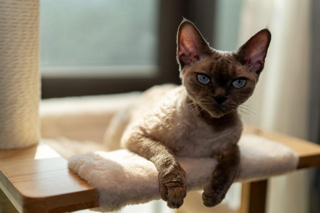 Devon Rex cat lounging on a sunlit cat tree indoors, exuding calmness.