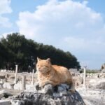 Calm orange cat relaxing among ancient ruins under a bright sky.