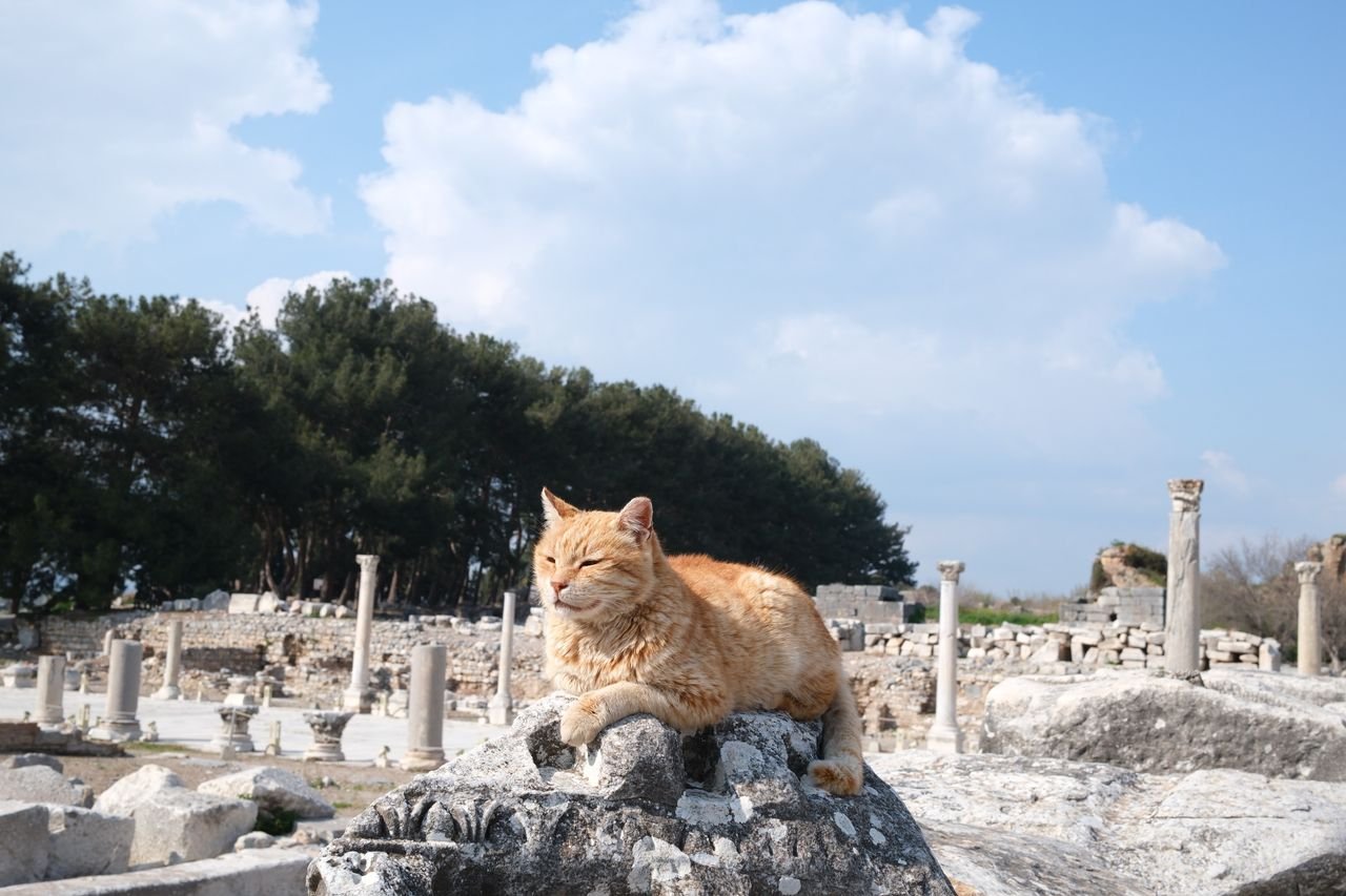 Calm orange cat relaxing among ancient ruins under a bright sky.