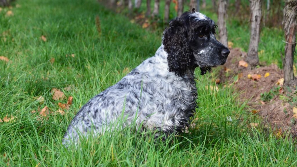 A beautiful English Cocker Spaniel sitting on lush green grass in a park setting.