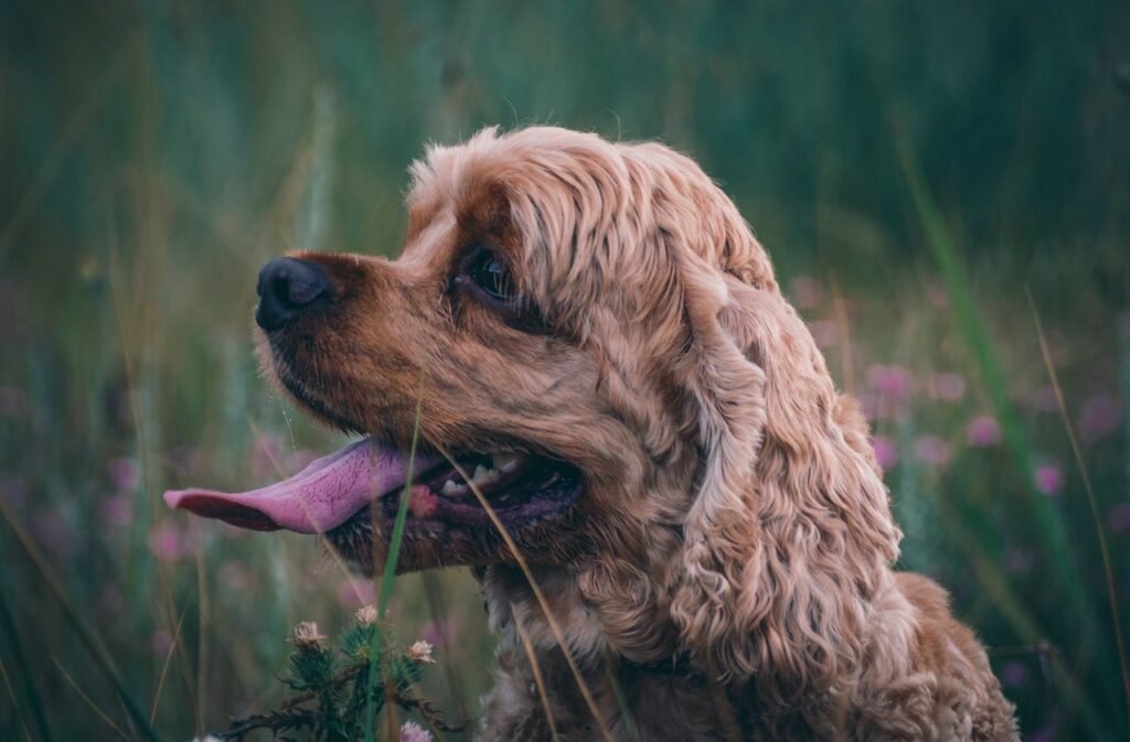 Cute Cocker Spaniel enjoying a summer day in a lush green field.