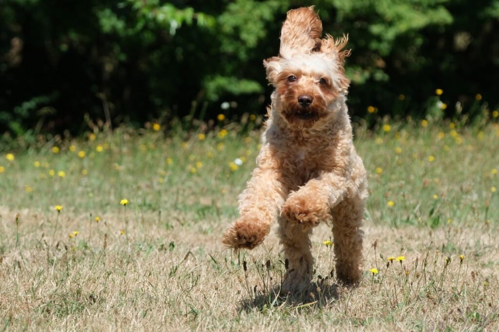 A curly-haired dog joyfully running through a sunny field on a clear day.