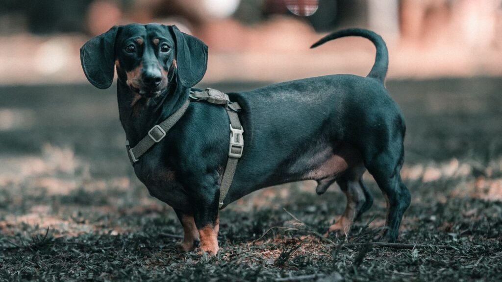 Charming black dachshund wearing a harness stands outdoors with blurred background.