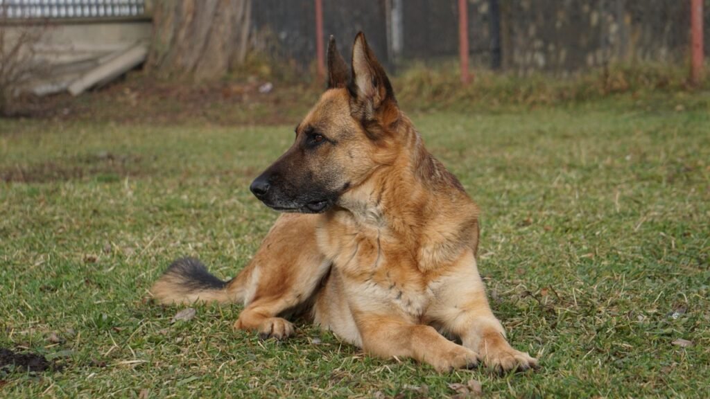 A German Shepherd dog lying calmly on grassy ground during daylight outdoors.