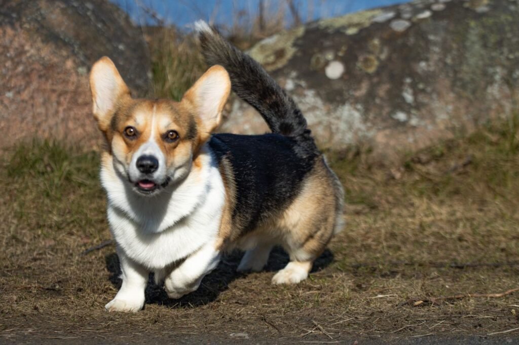 A happy Corgi dog running on grass beside rocks in Jönköping, Sweden. Captured during daytime.