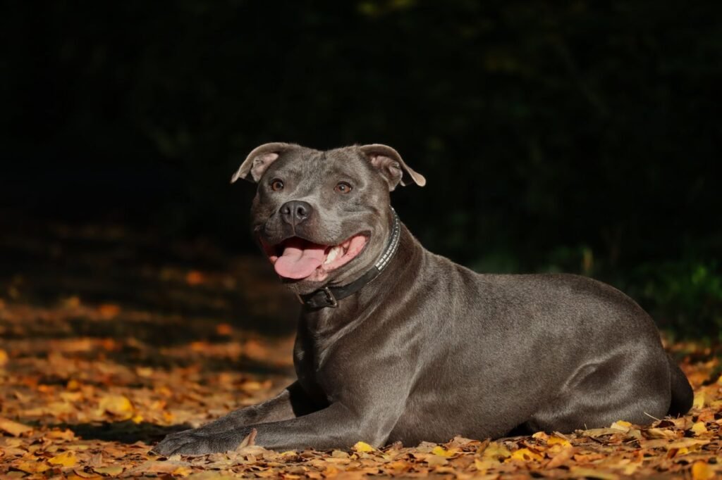 Adorable Staffordshire Bull Terrier relaxing on autumn leaves outdoors.