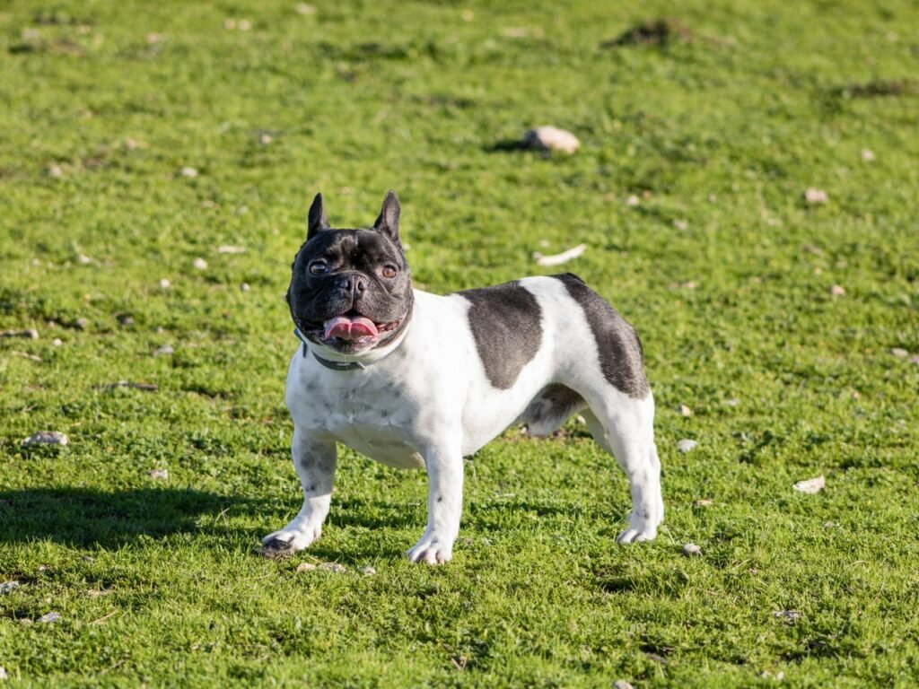 Adorable French Bulldog enjoying outdoors on lush grass in Granada, Spain.