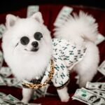 A stylish white Pomeranian wearing sunglasses and a chain amidst dollar bills.